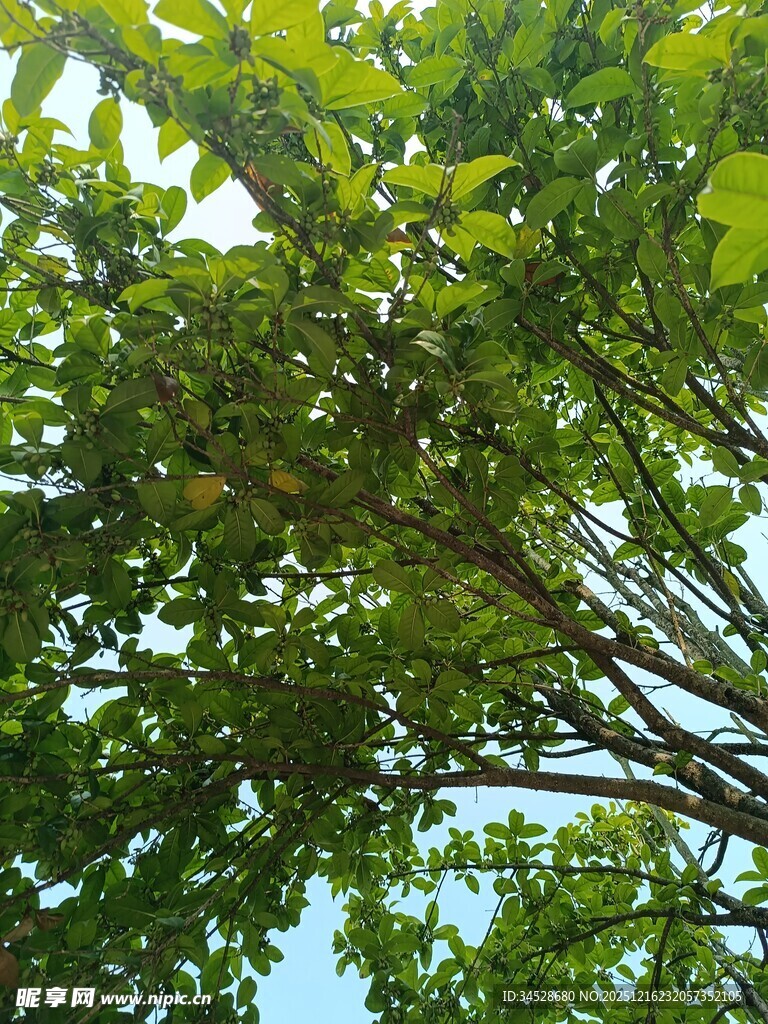 仰视繁茂绿树树冠