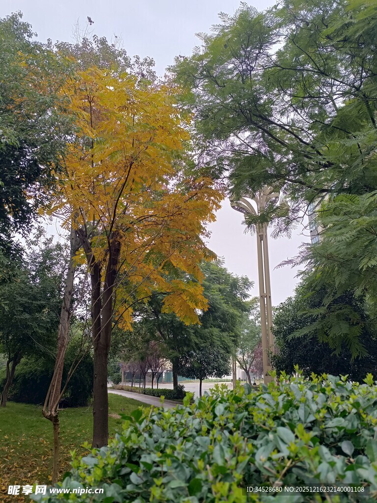 秋日公园多彩树木景观