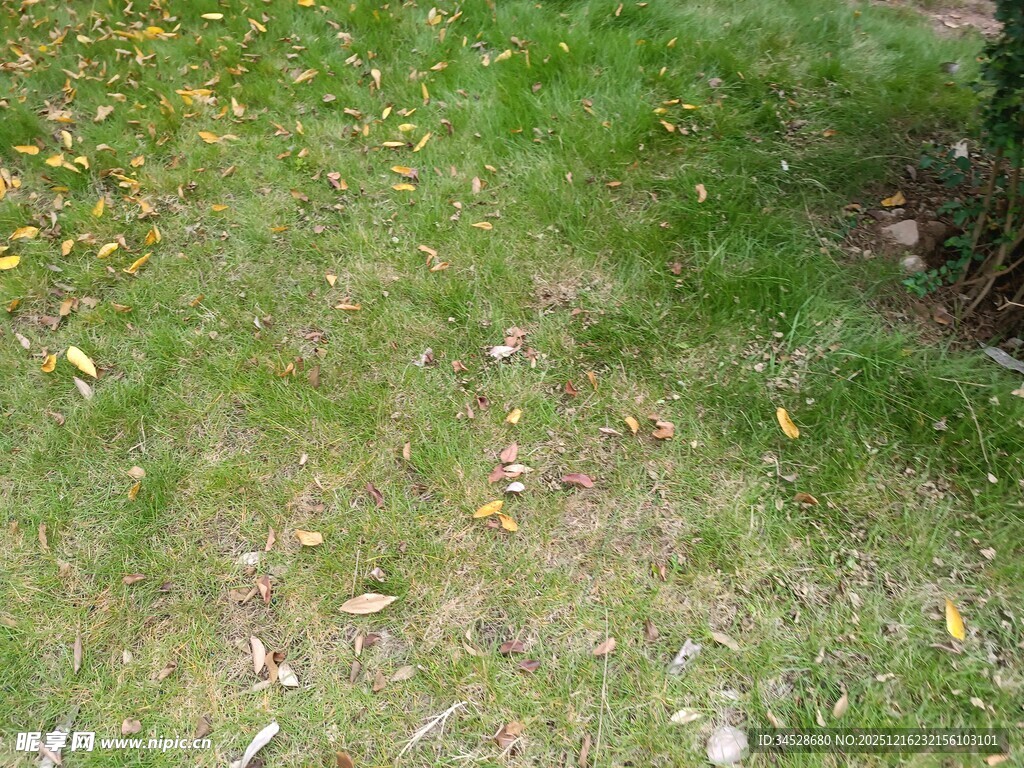 秋日草地落叶景象