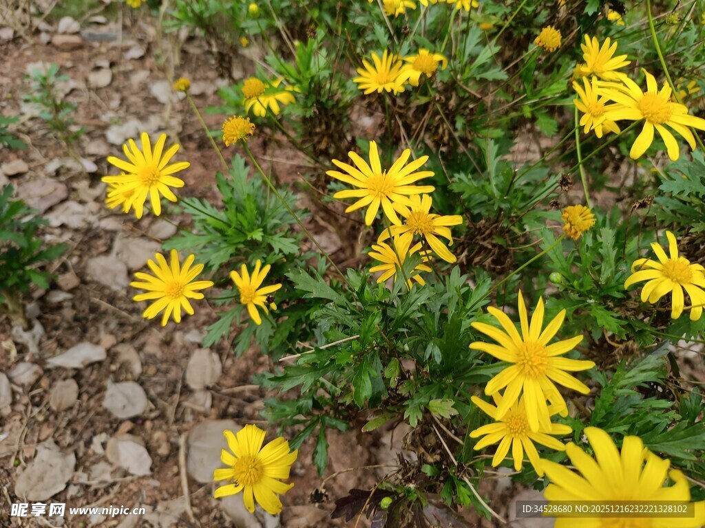 黄色小花绽放于土地间
