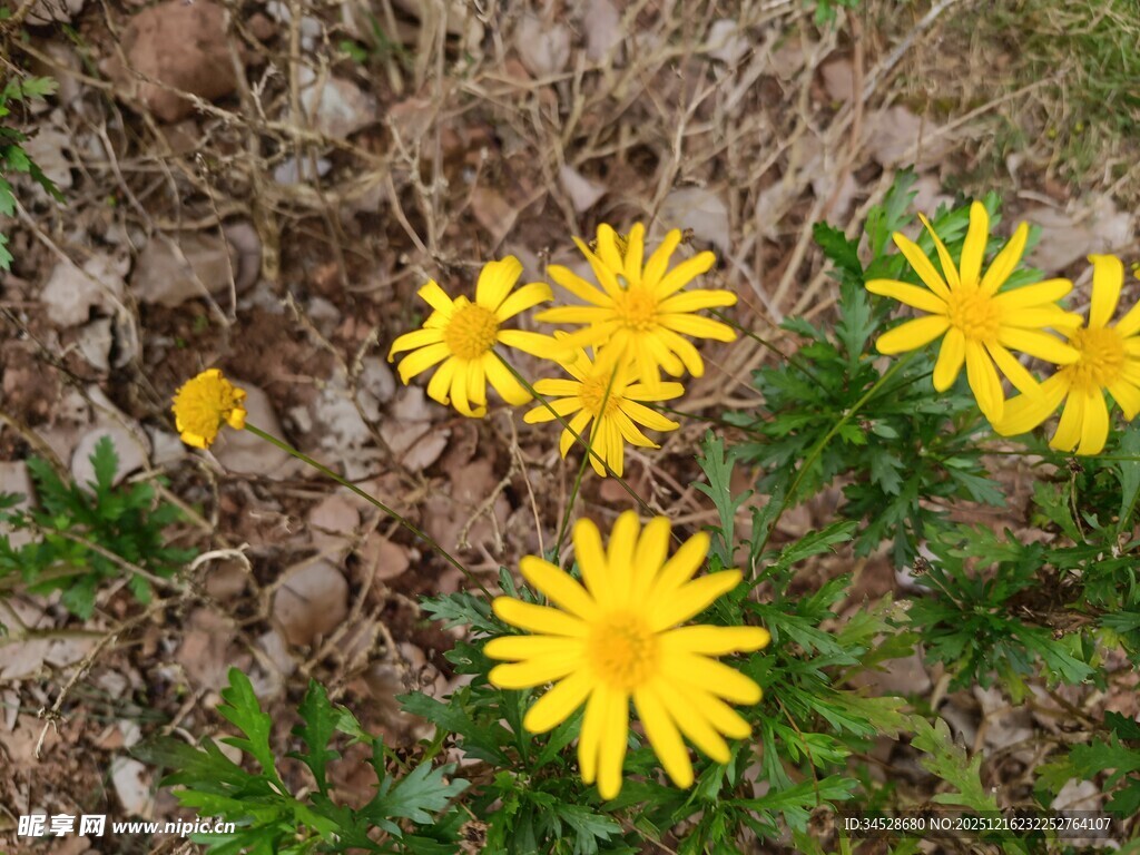 草地中的灿烂黄色小花