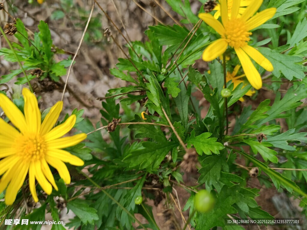 两朵黄色小花绽放于绿叶间