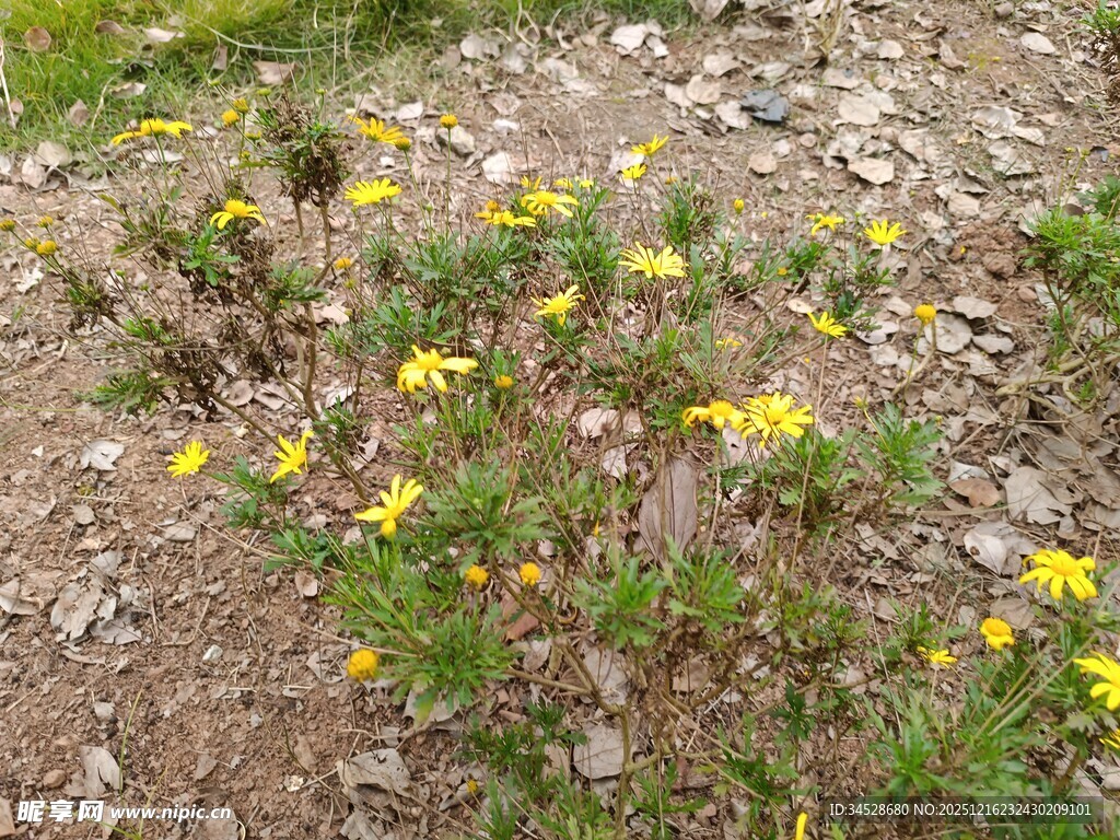 野外绽放的黄色小花