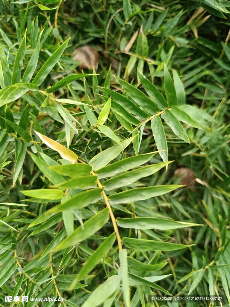 翠绿竹叶特写