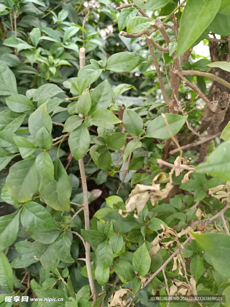 绿叶繁茂的植物景象