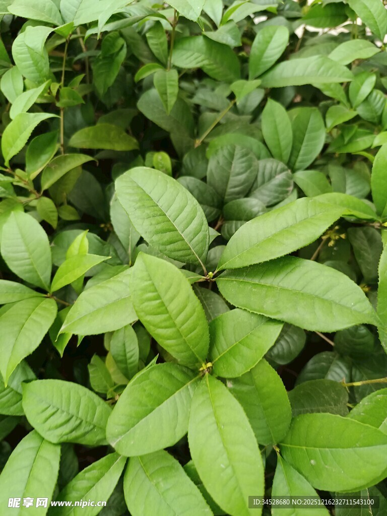 翠绿繁茂的植物叶片