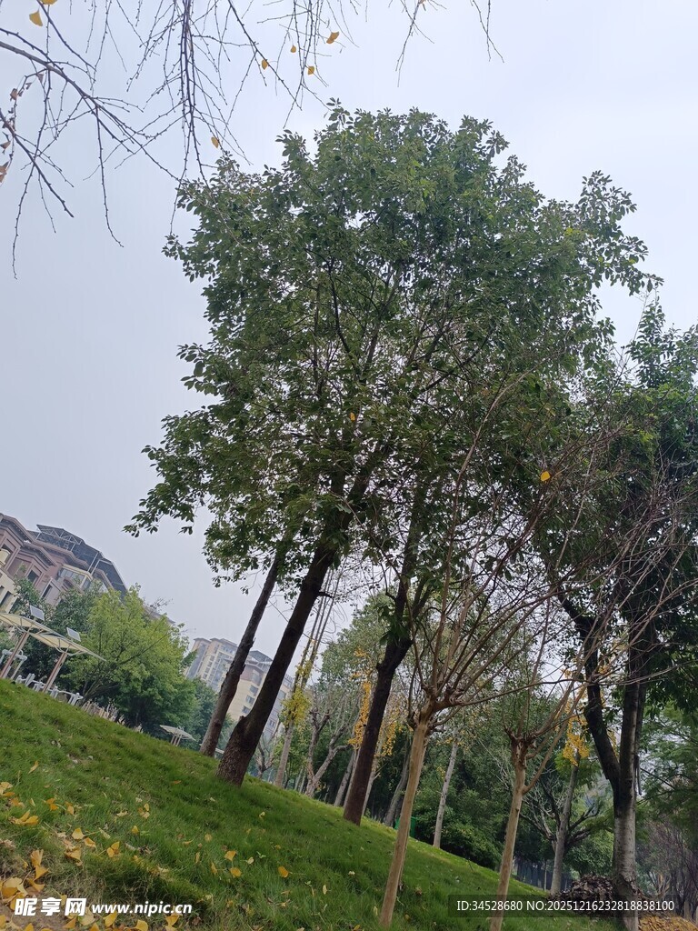 户外绿树草地风景图