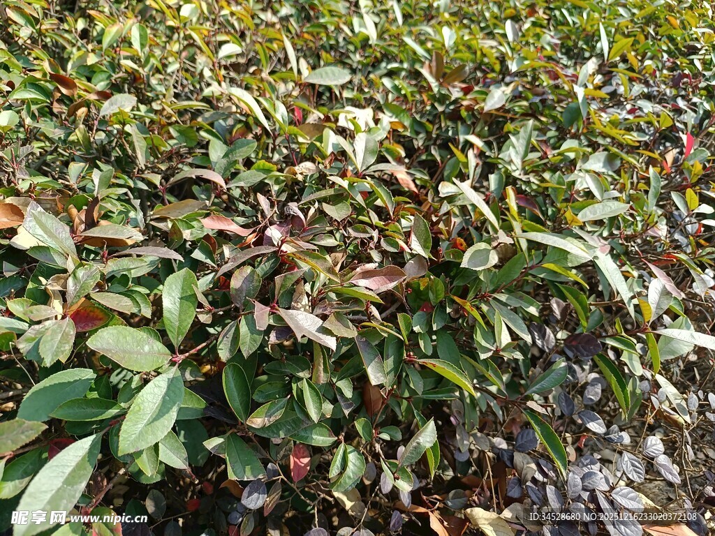 绿叶红边的植物景观