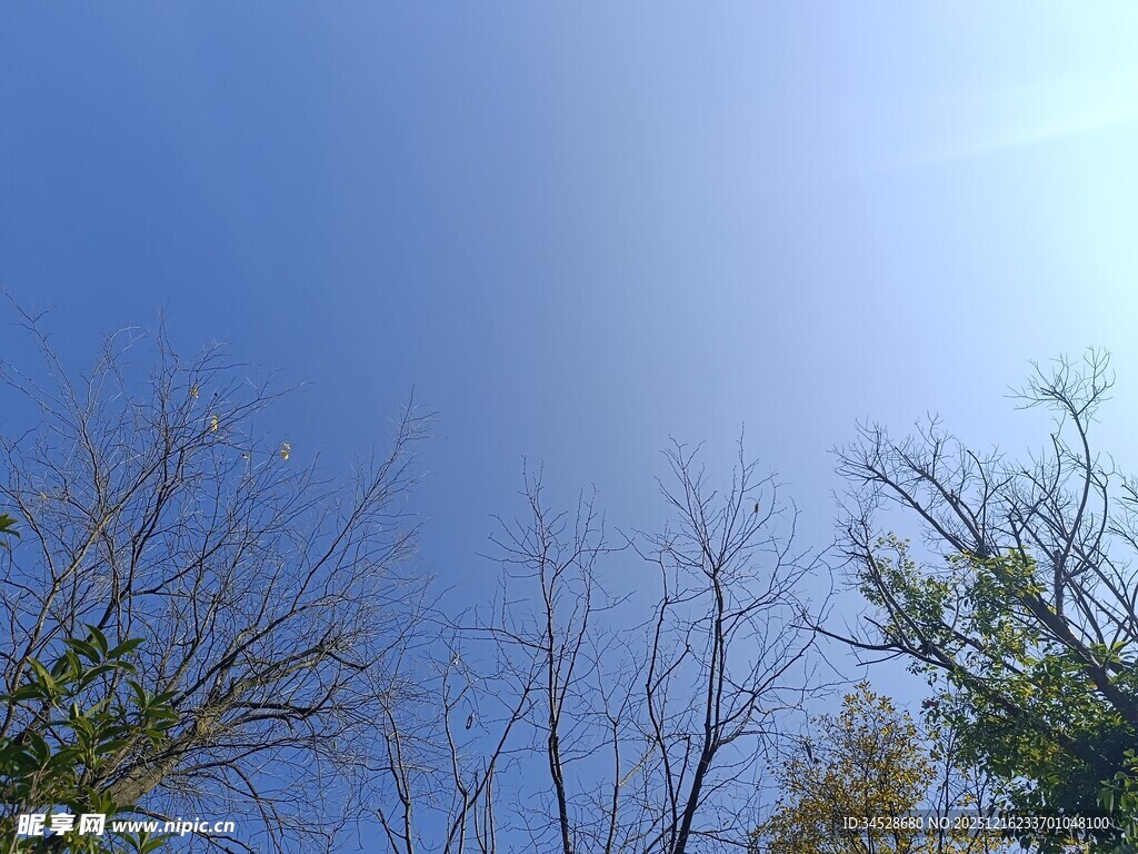 蓝天树枝景象