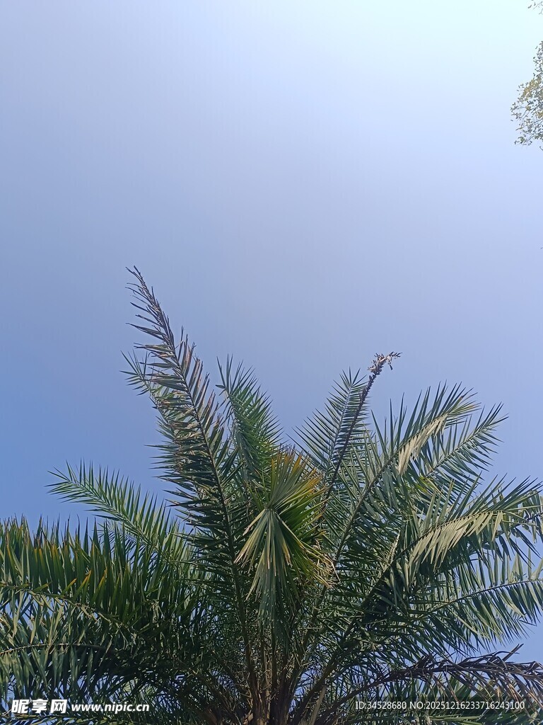 蓝天映衬下的棕榈树