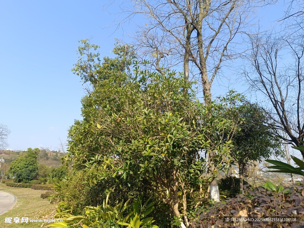 乡村路旁繁茂树木景观