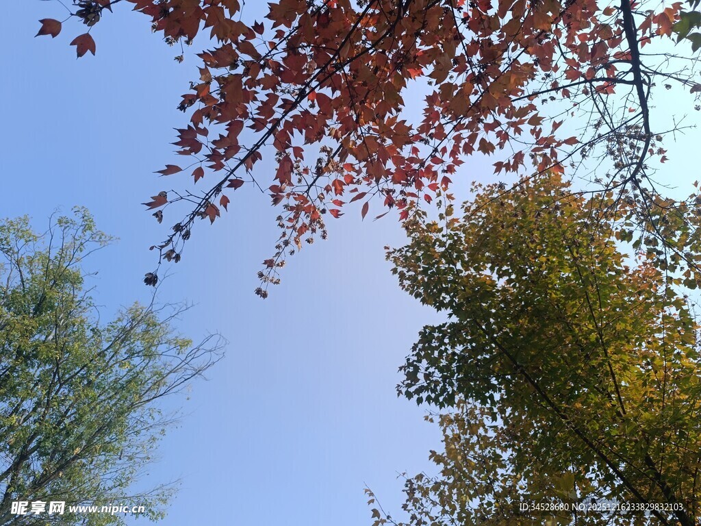 秋日树梢与湛蓝天空