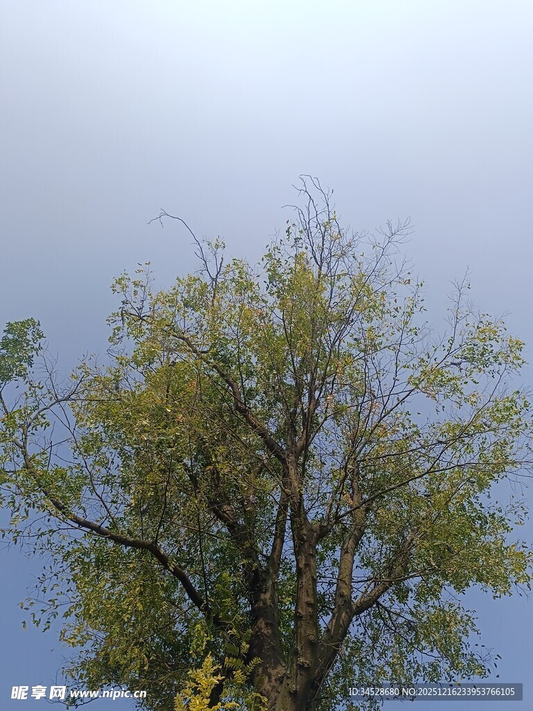 蓝天映衬下的葱郁树木