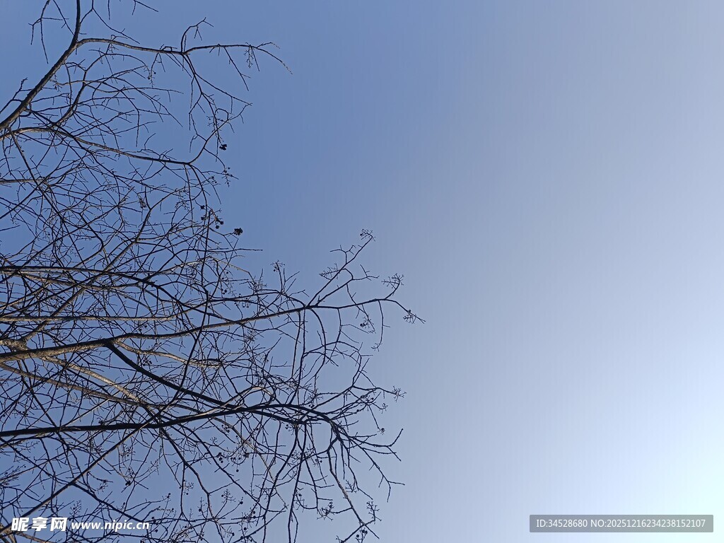 冬日枯树枝与蓝天景象
