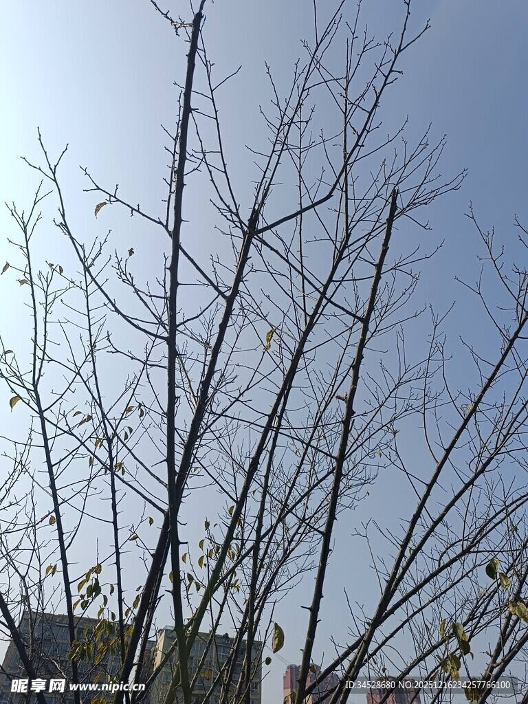 冬日光秃树枝蓝天景象