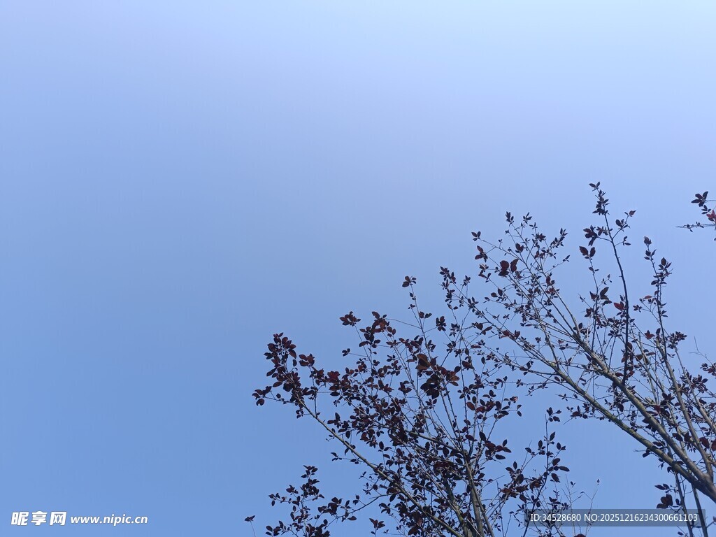 蓝天映衬下的光秃树枝