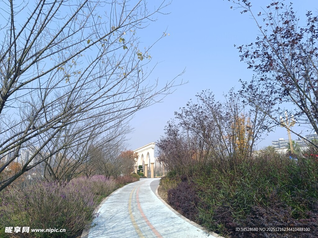 冬日林间蜿蜒小路