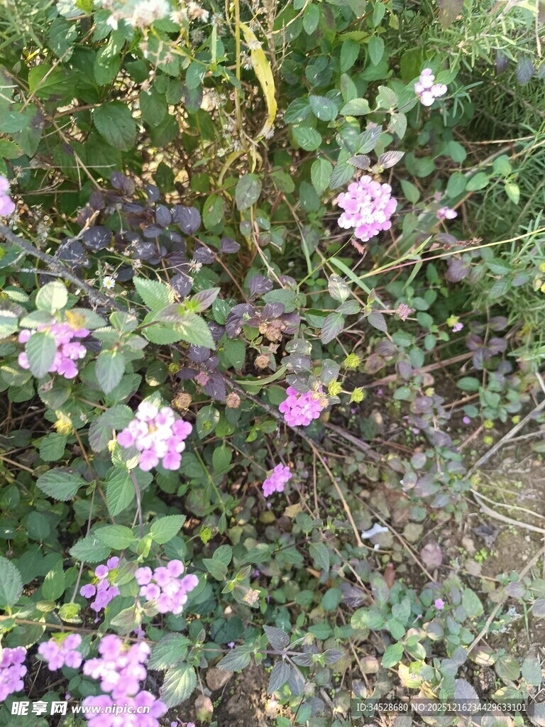 草丛中的粉色小花