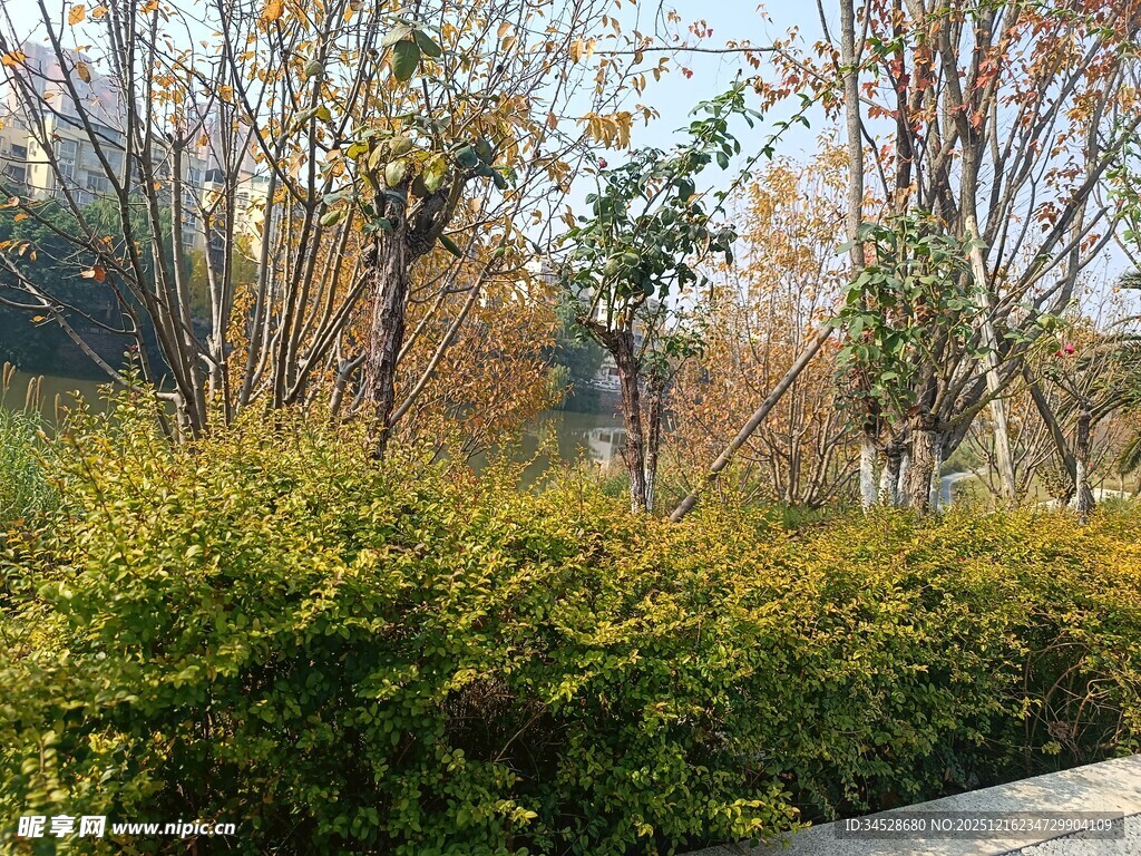 秋日公园绿意盎然灌木丛