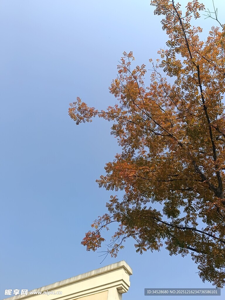 秋日树梢与蓝天景致