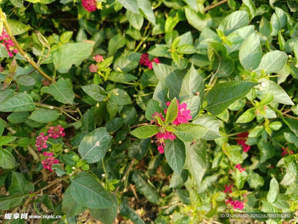 绿叶间绽放的娇艳小花