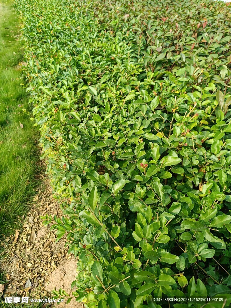 整齐的绿色植物田