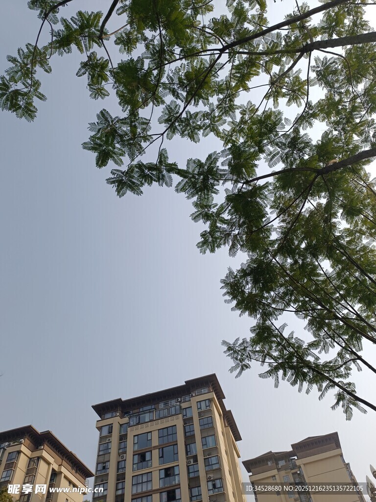 树梢下的高层住宅楼