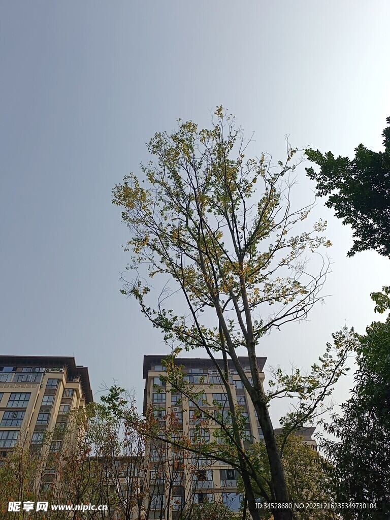 小区旁的绿树与建筑