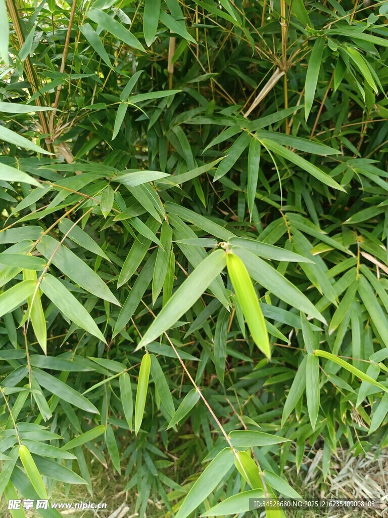 翠绿竹叶生机盎然