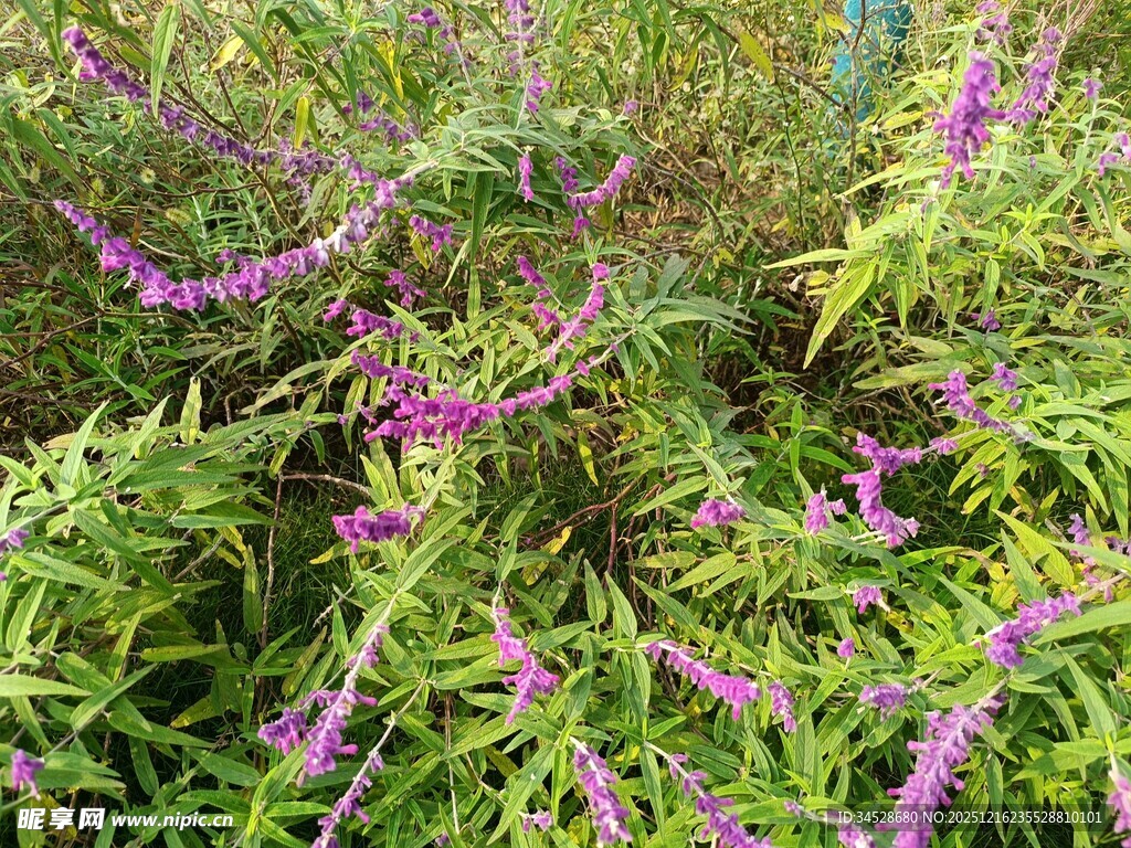 紫色花卉与绿叶植物景观