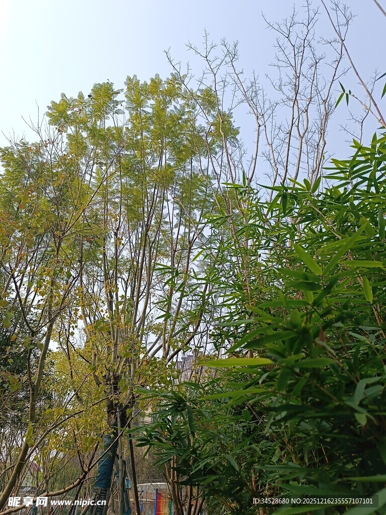 林间小径旁的繁茂绿植