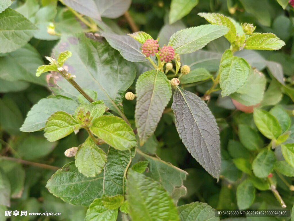 绿叶间的多彩植物