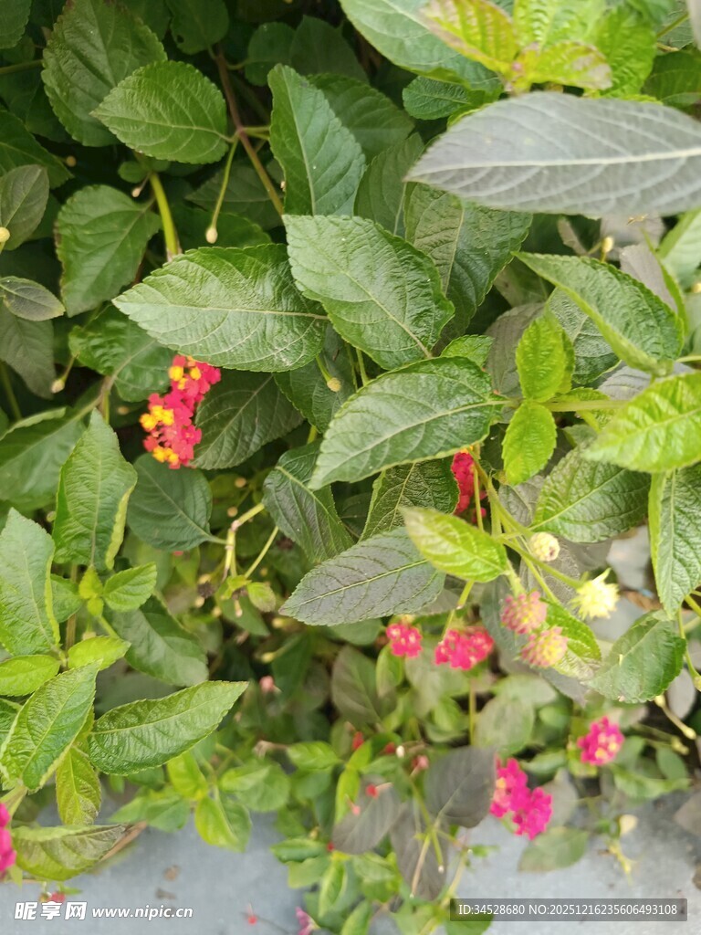 绿叶间绽放的娇艳花朵