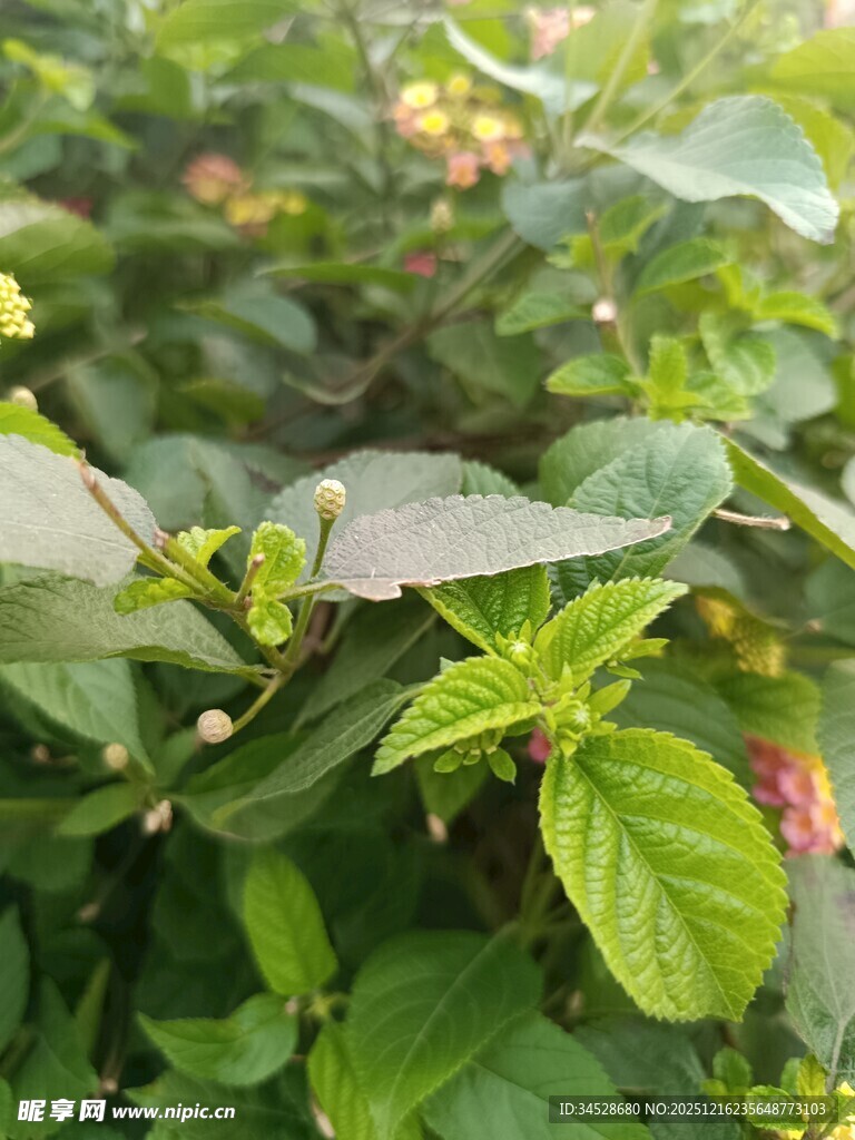 绿叶繁茂的清新植物景象