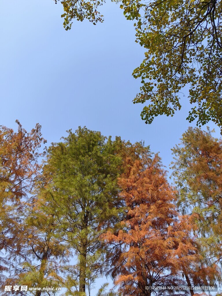 秋日多彩树林景观