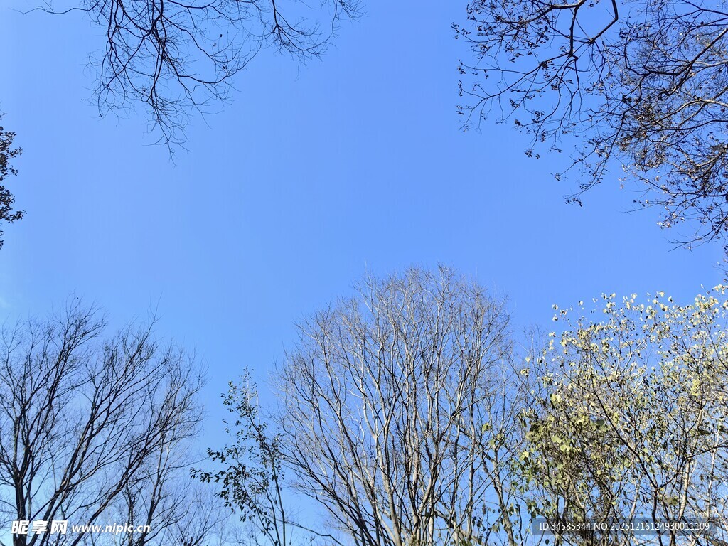 仰观蓝天与树木