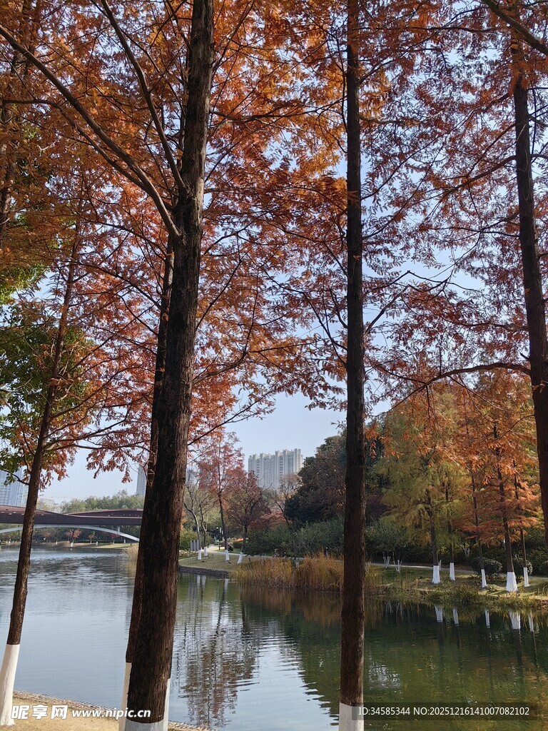 秋日湖畔树林美景