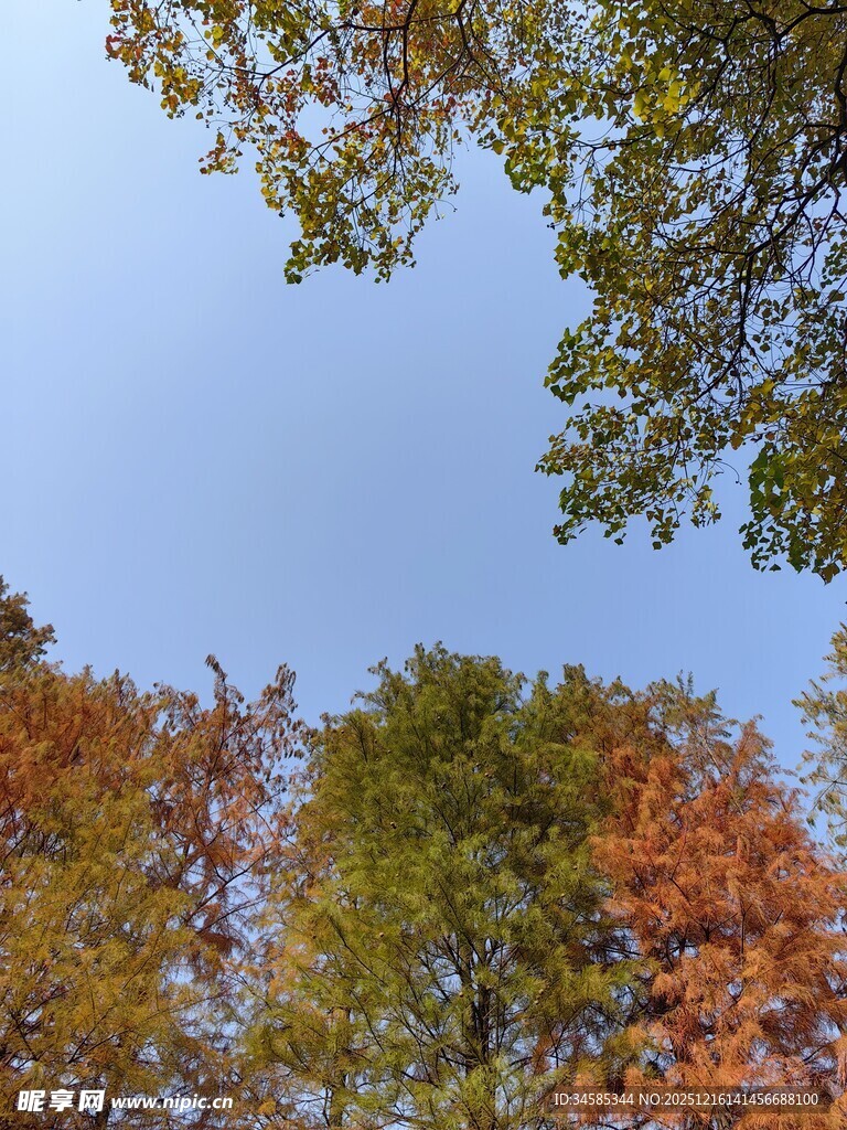 秋日多彩树梢仰望蓝天