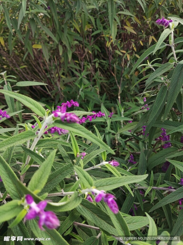 紫色野花绽放于绿叶间