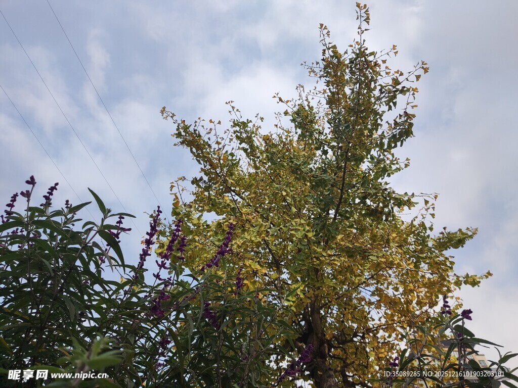 蓝天白云下的葱郁树木