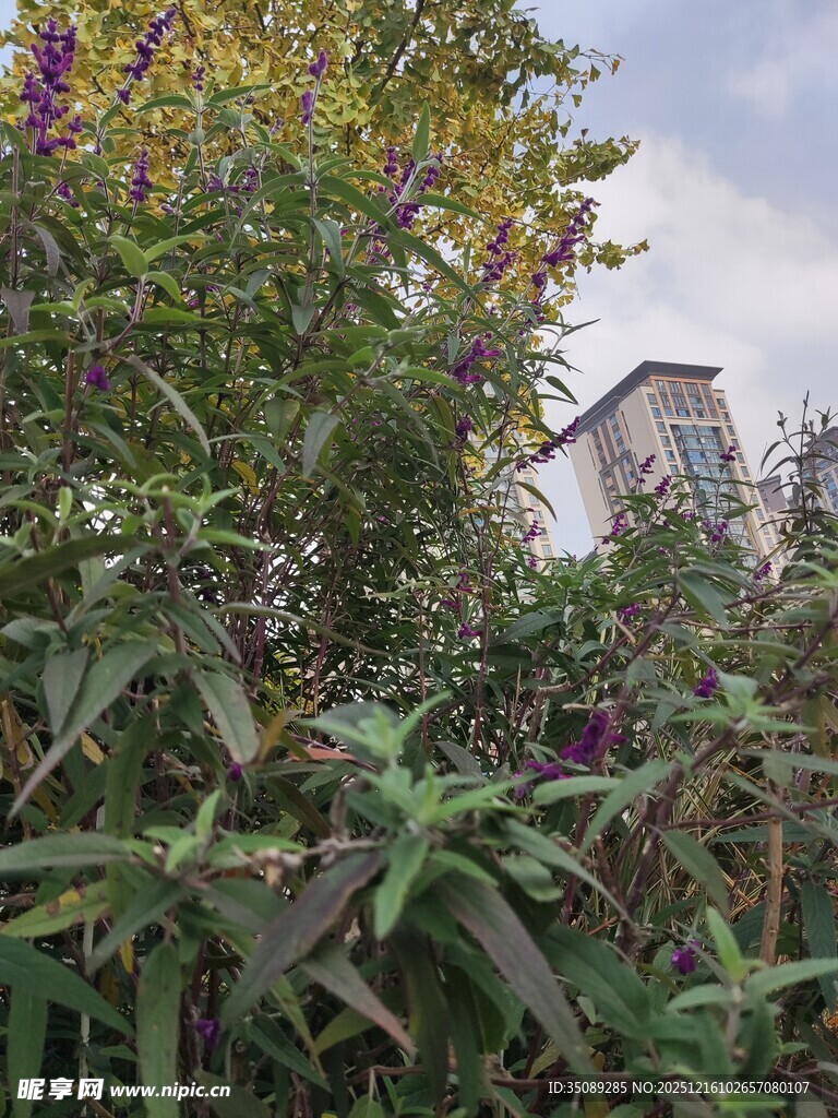 绿叶丛中的紫色花卉