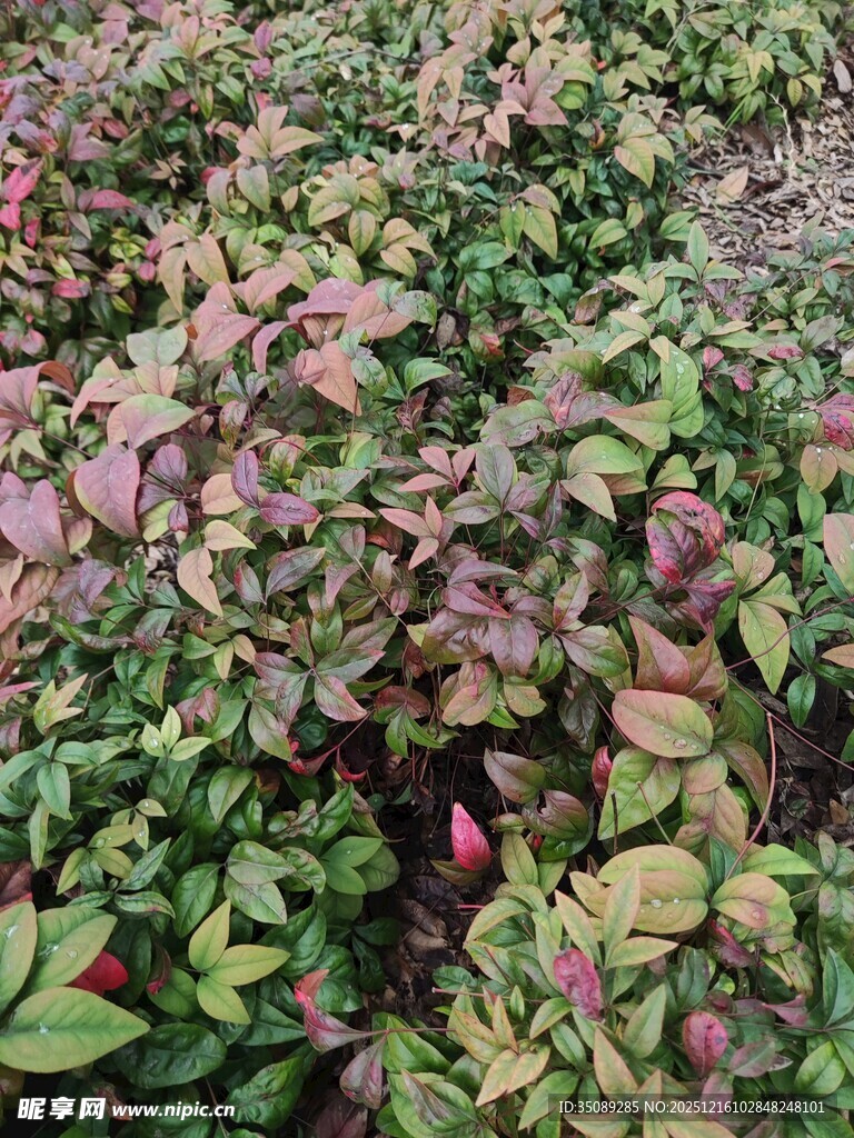 多彩斑斓的植物景观