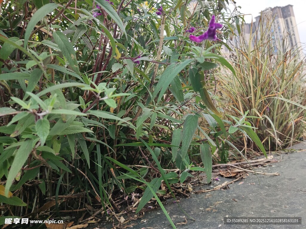 路边绽放的紫色野花