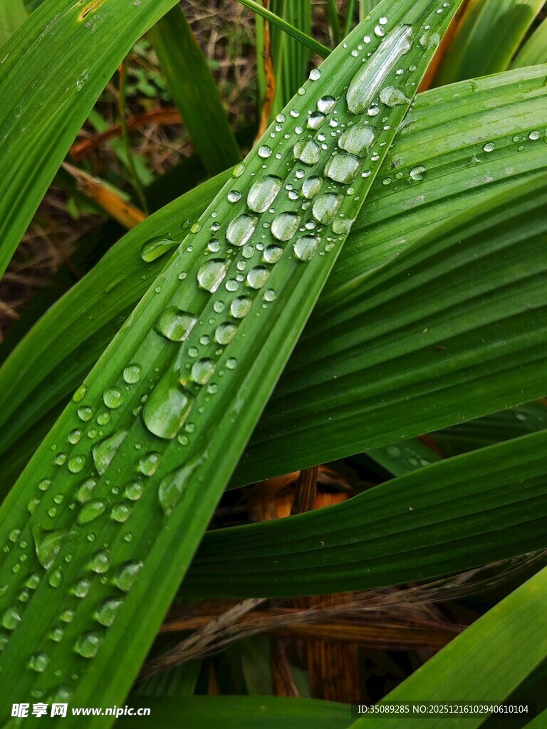 叶片上晶莹的水珠