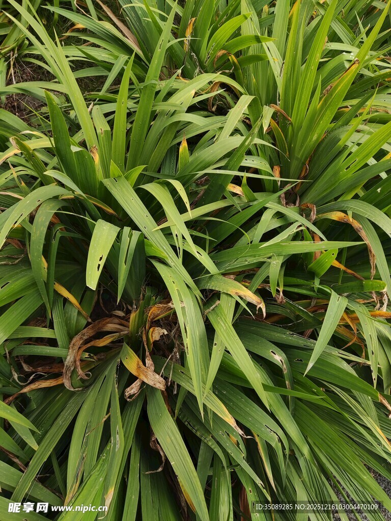 翠绿繁茂的丛生绿植