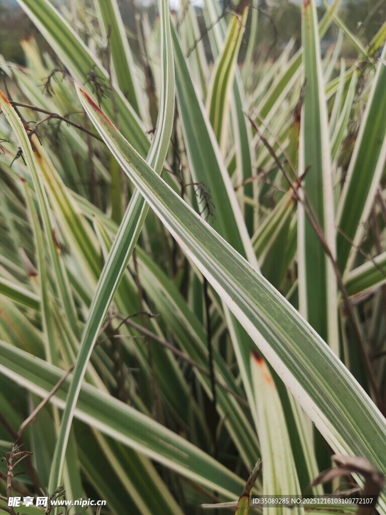 条纹叶片的植物特写