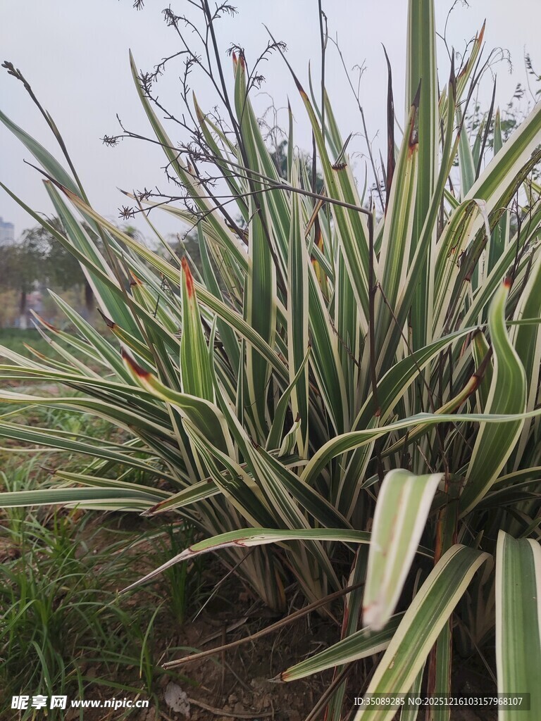 条纹绿叶植物特写
