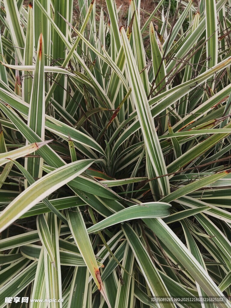 条纹绿叶植物特写