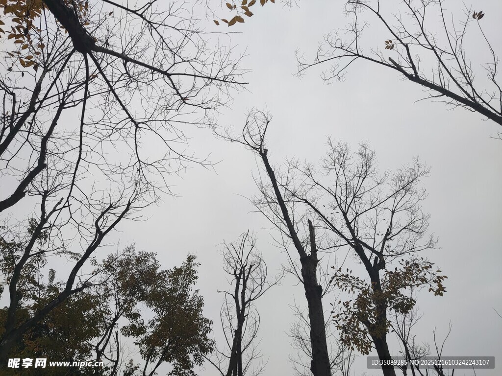 仰视光秃树枝与天空