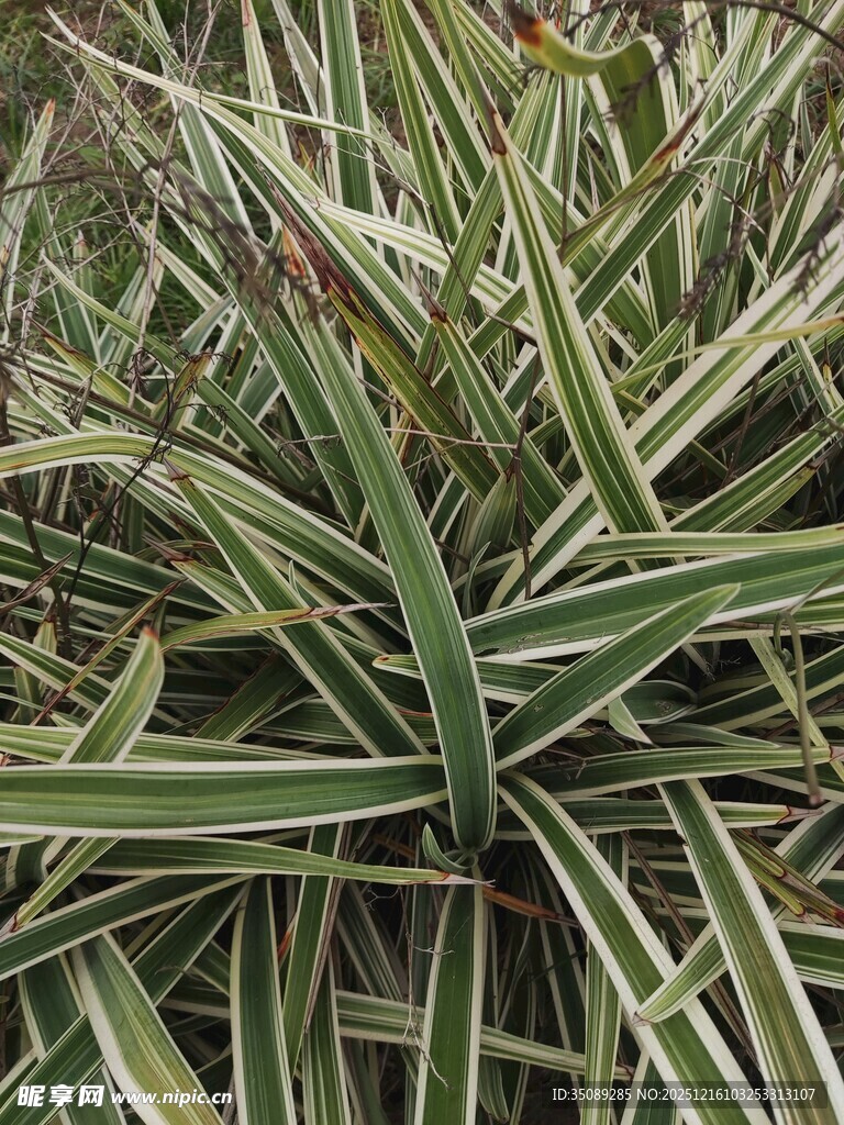 金边吊兰植物特写